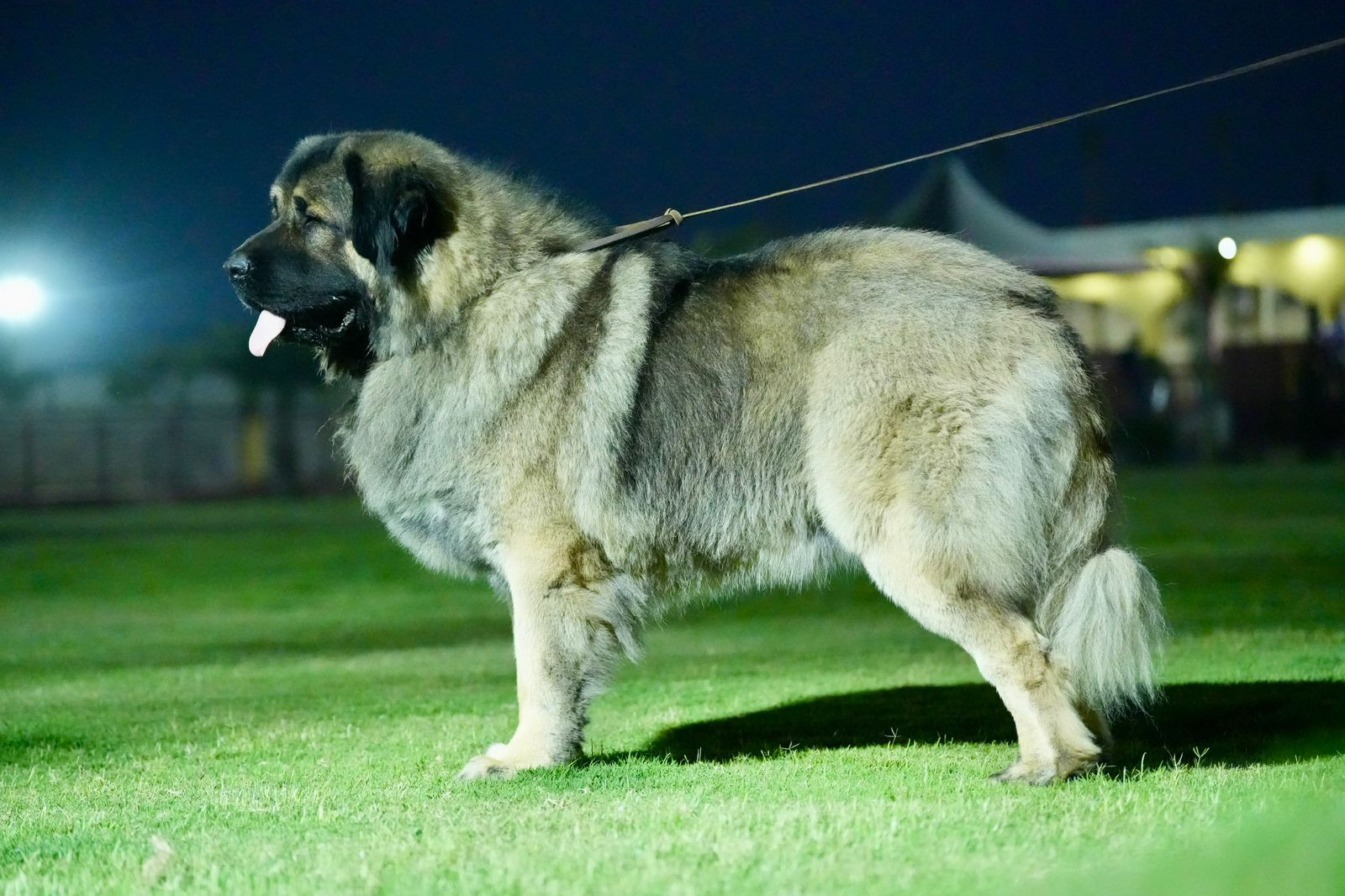 Breed Caucasian Shephard - Image 13