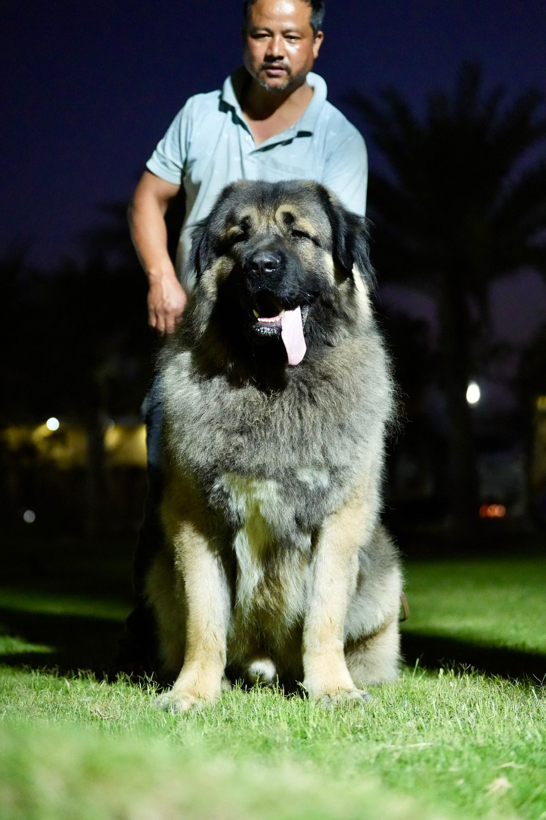 Breed Caucasian Shephard - Image 12