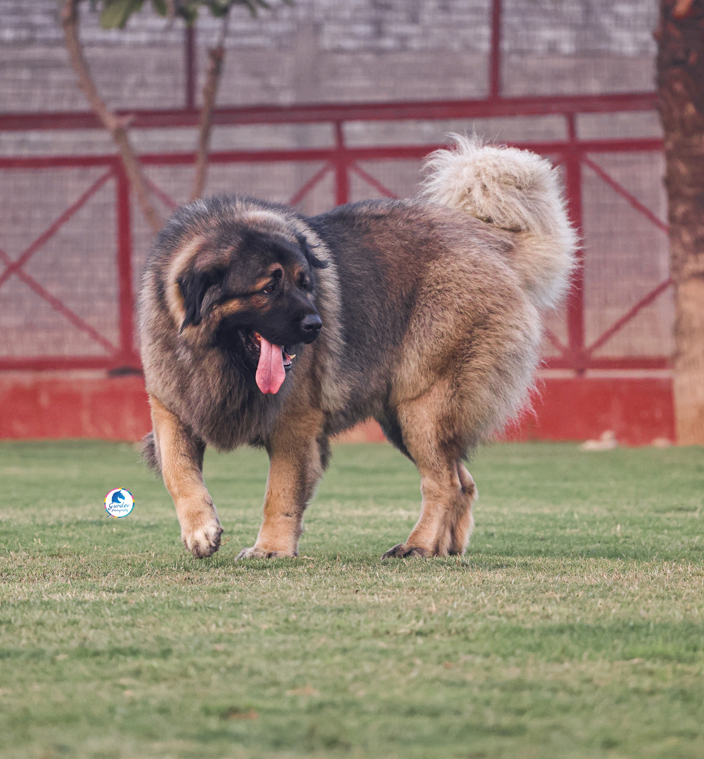 Breed Caucasian Shephard - Image 3