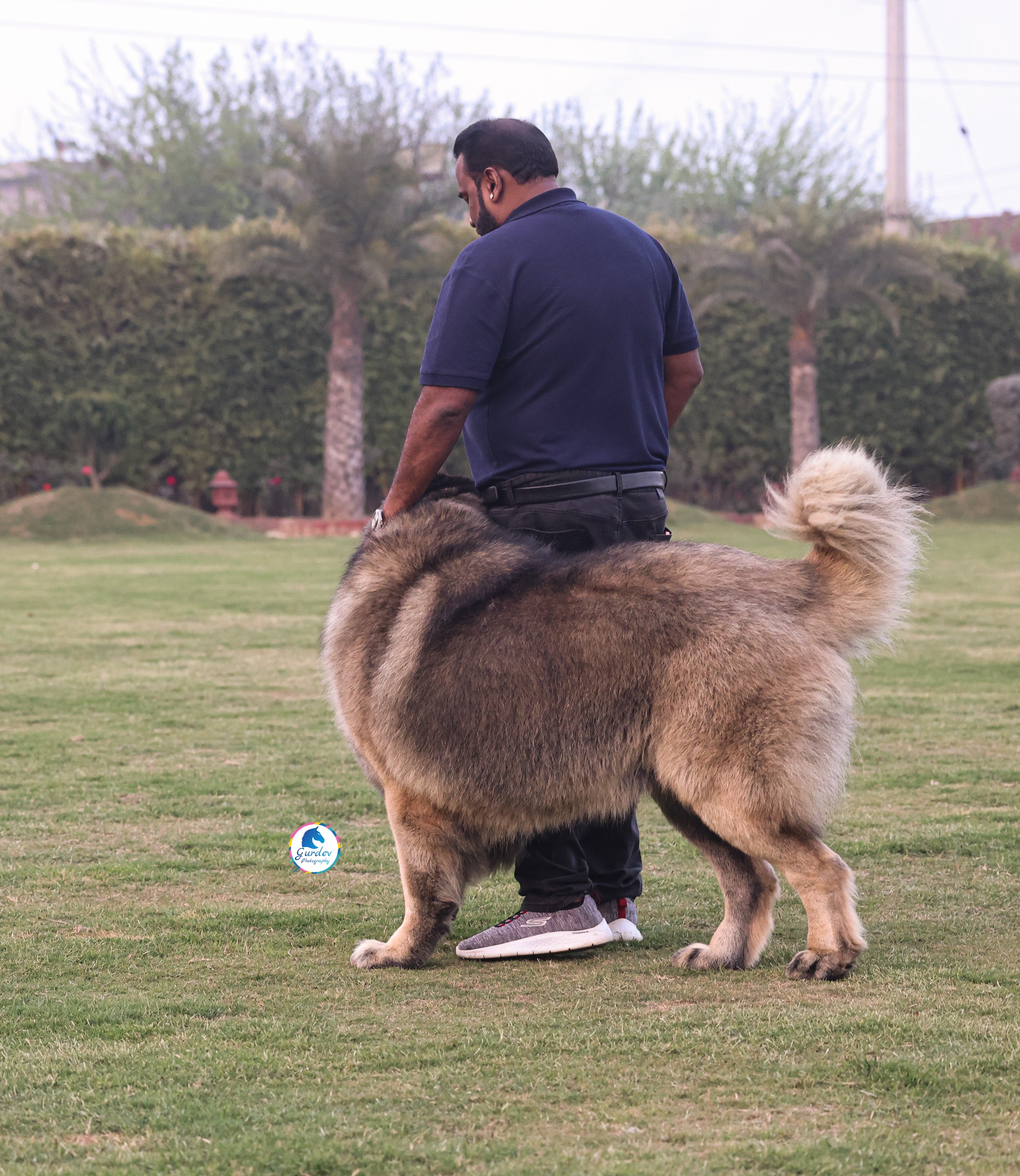 Breed Caucasian Shephard - Image 4