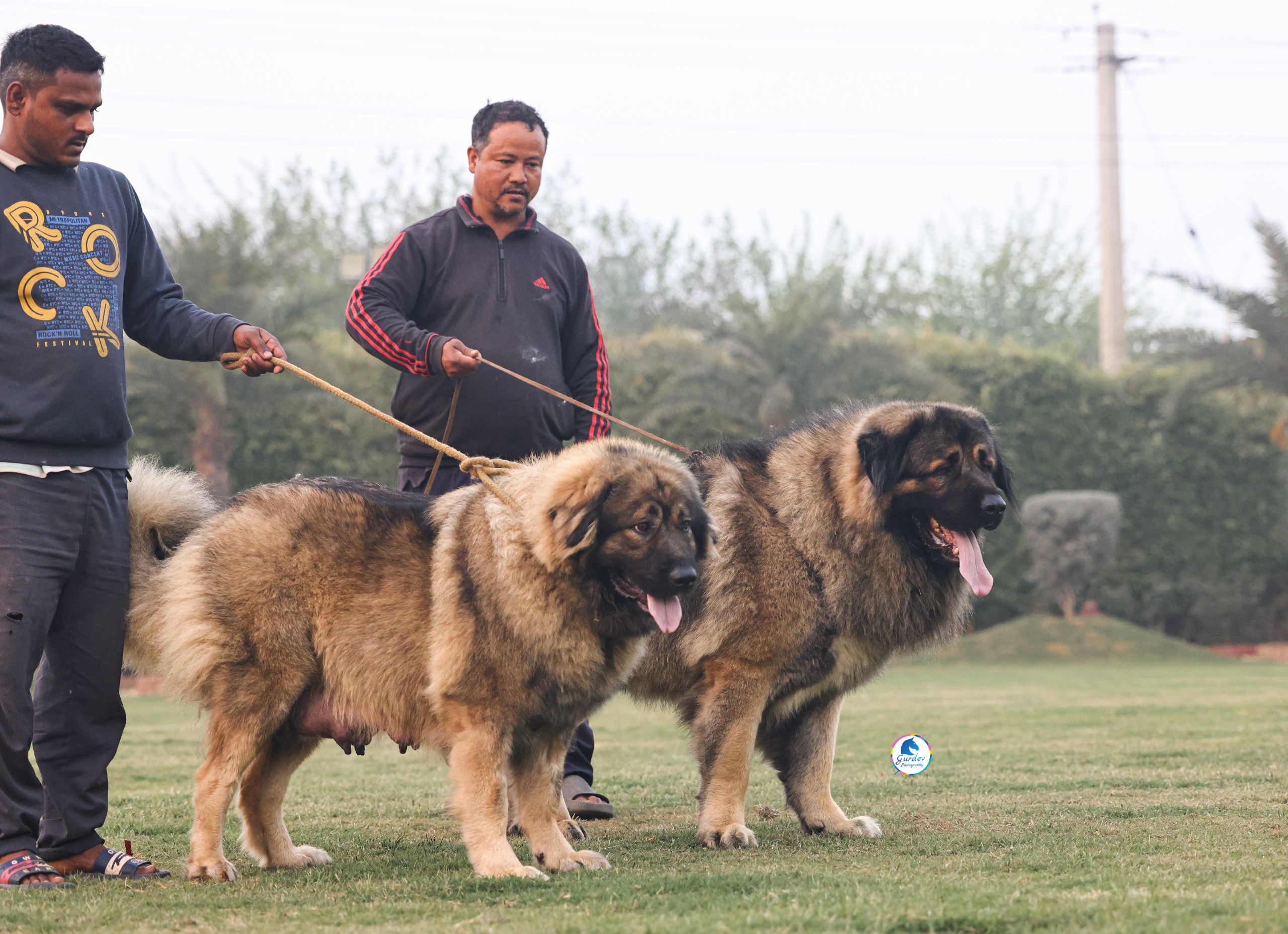 Breed Caucasian Shephard - Image 2