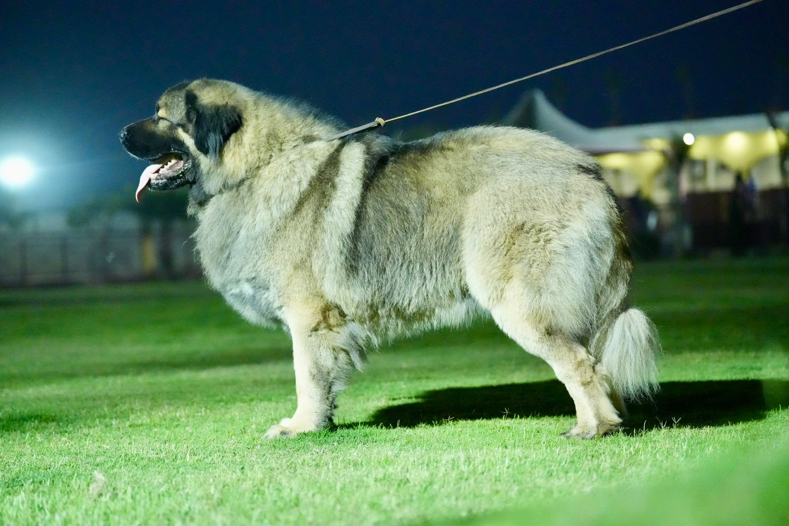 Breed Caucasian Shephard - Image 25