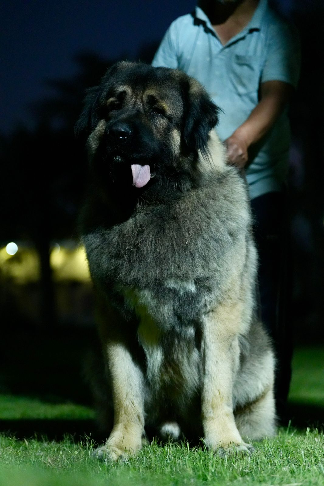 Breed Caucasian Shephard - Image 22