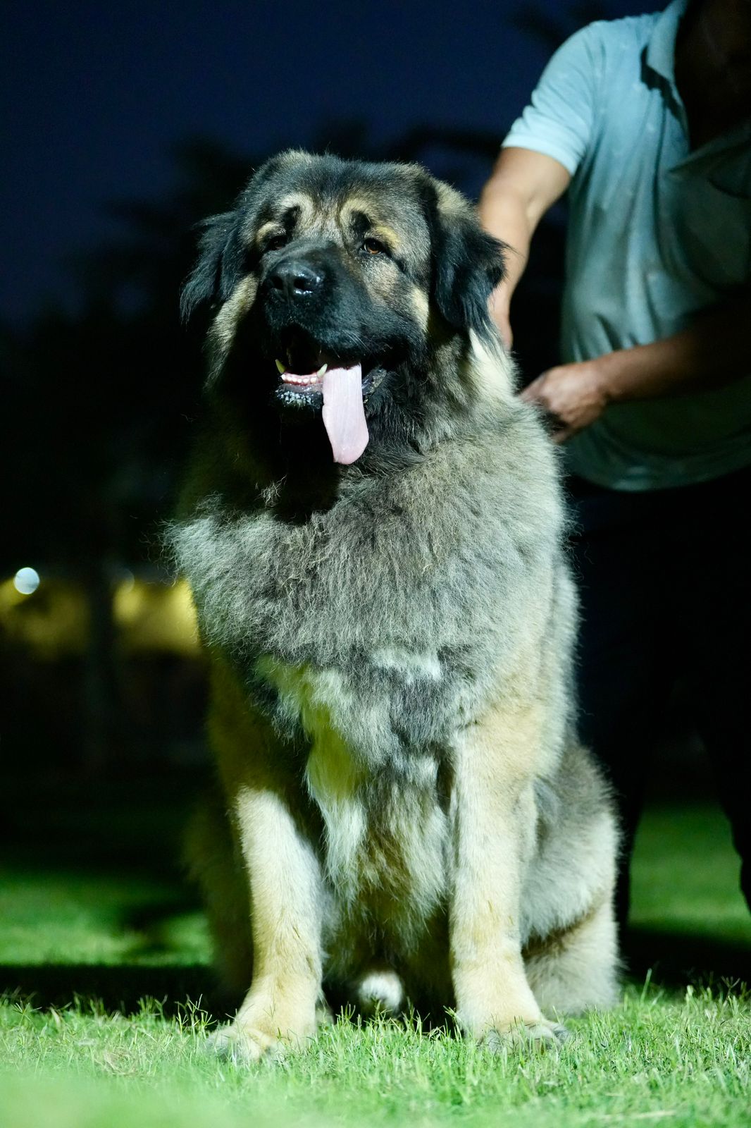 Breed Caucasian Shephard - Image 21