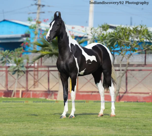Colt Aditya
