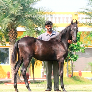 Filly Raj Shakti
