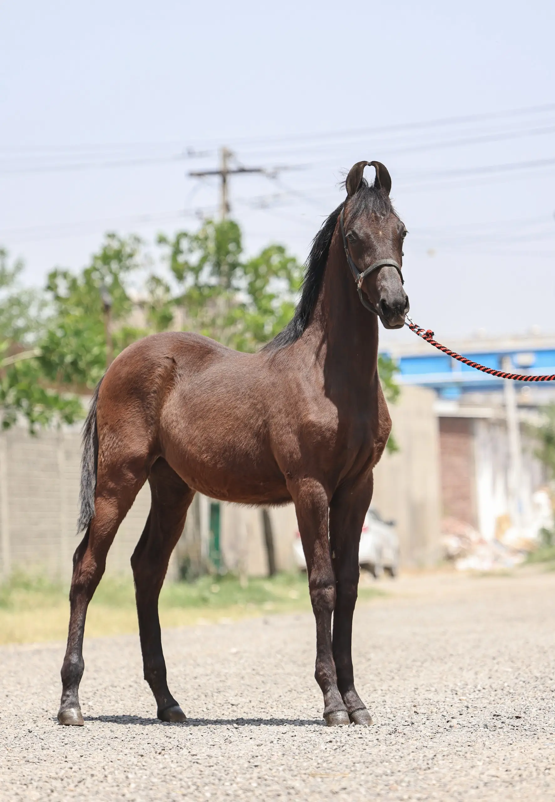 Filly Zeenat