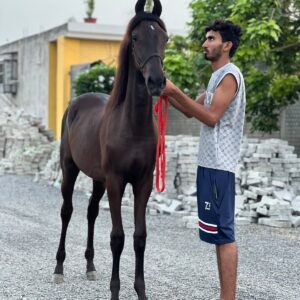 Filly Zeenat