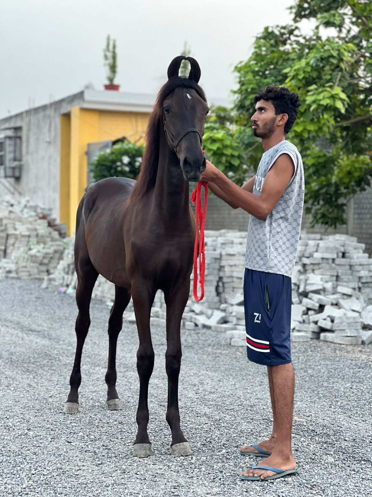 Filly Zeenat - Image 2
