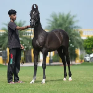 Filly Black Rose