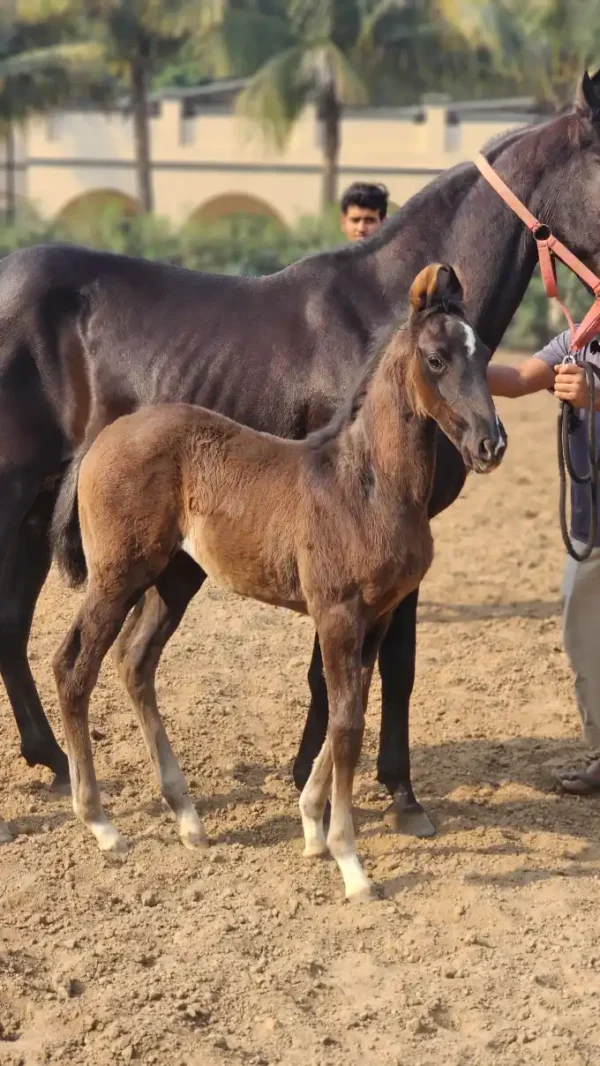 Filly Black Rose