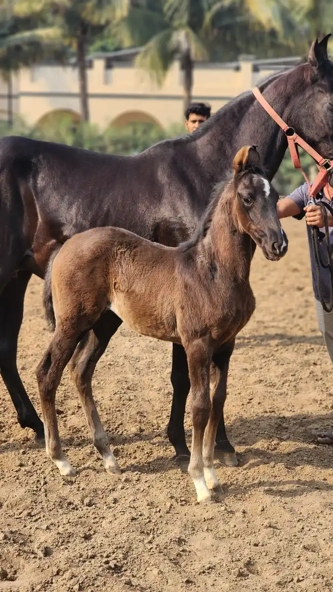 Filly Black Rose - Image 2