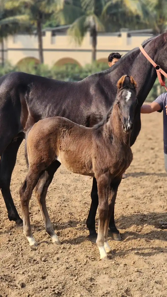 Filly Black Rose - Image 4