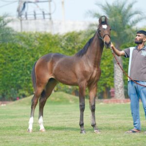 Filly Niyamat