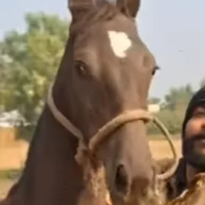 Filly Rajnandini