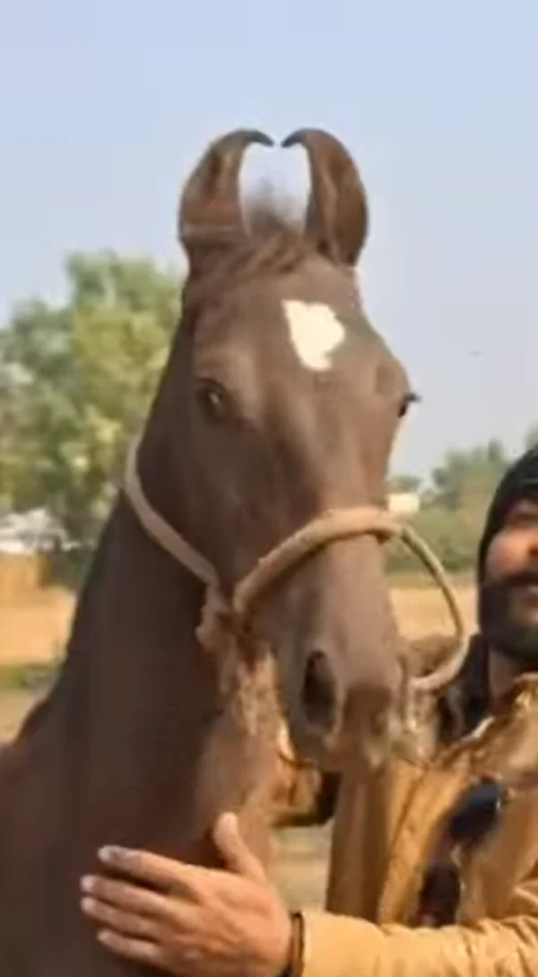 Filly Rajnandini