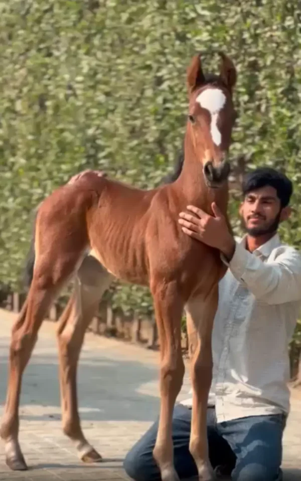 Colt - Ranvijay