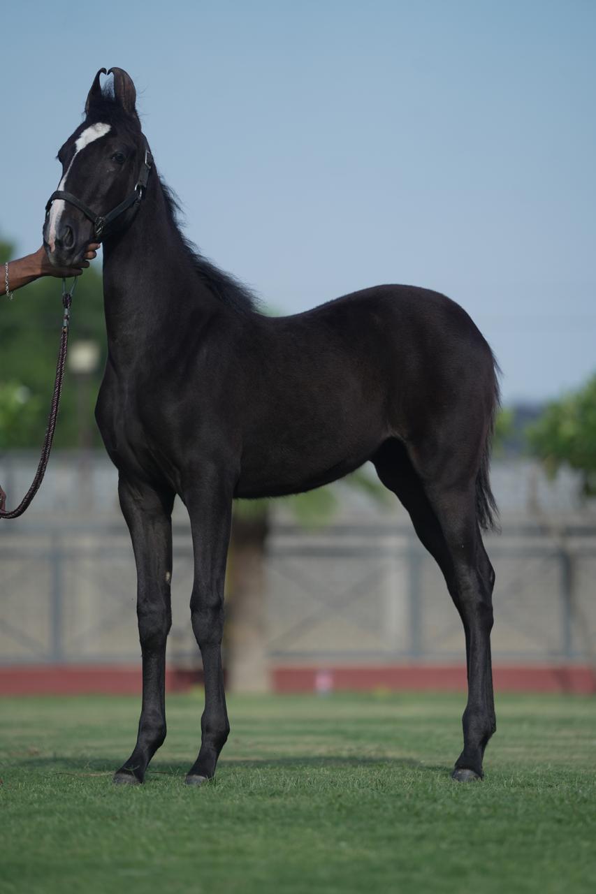 Filly Rehmat - Image 3