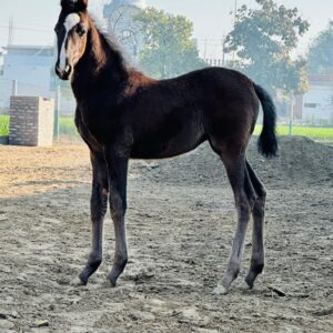 Filly Rehmat