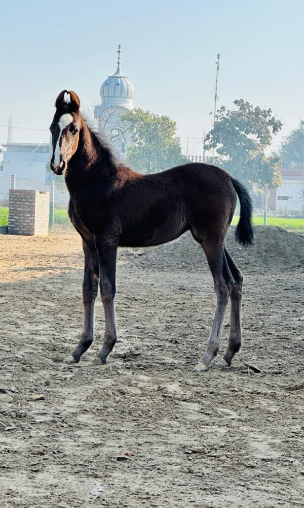 Filly Rehmat