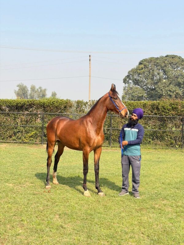 Filly Ruhi