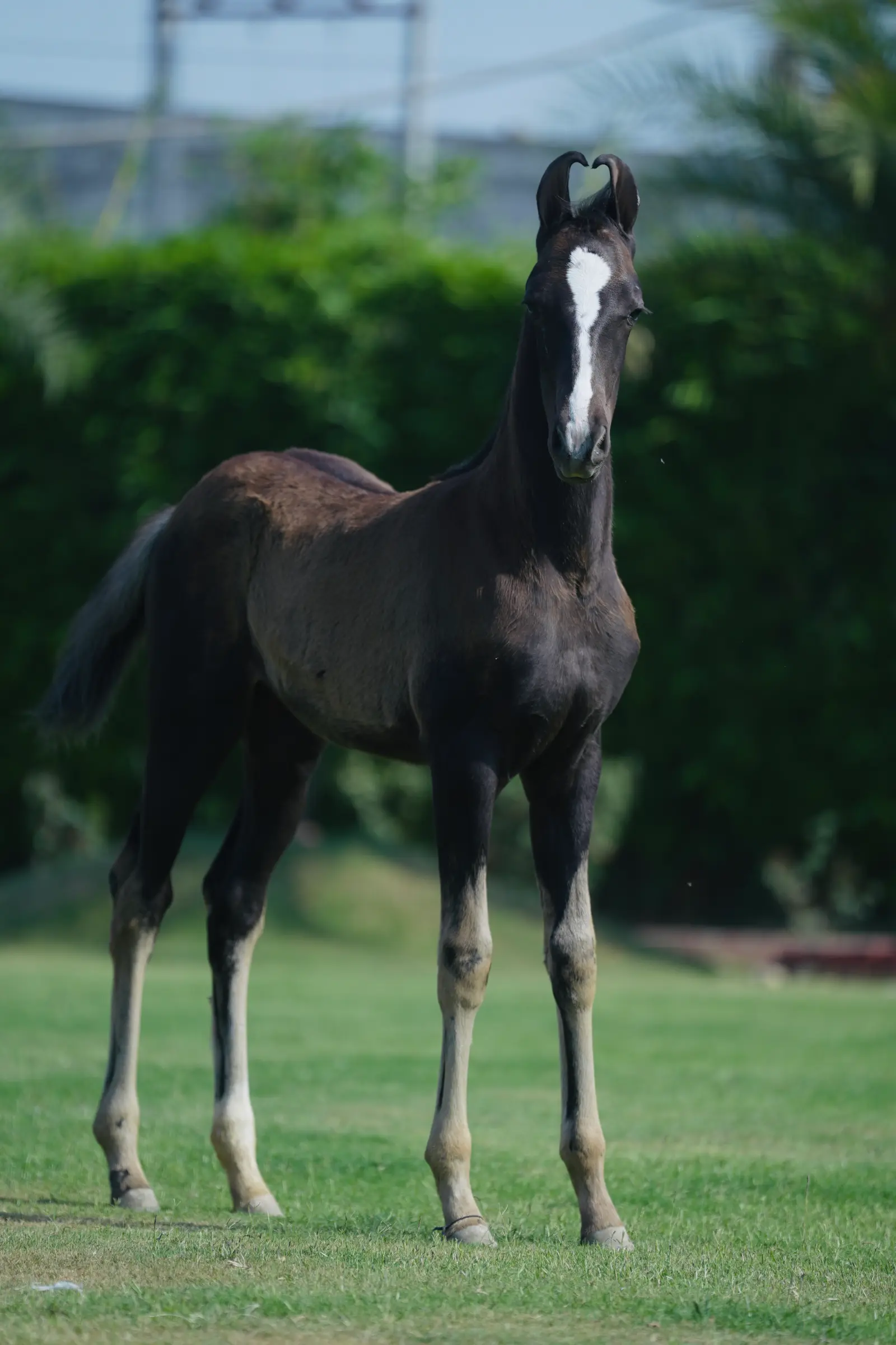 Filly Durga - Image 3