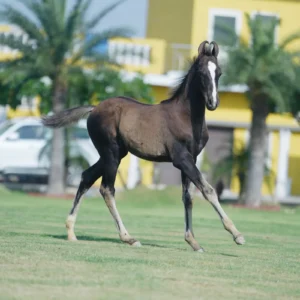 Filly Durga