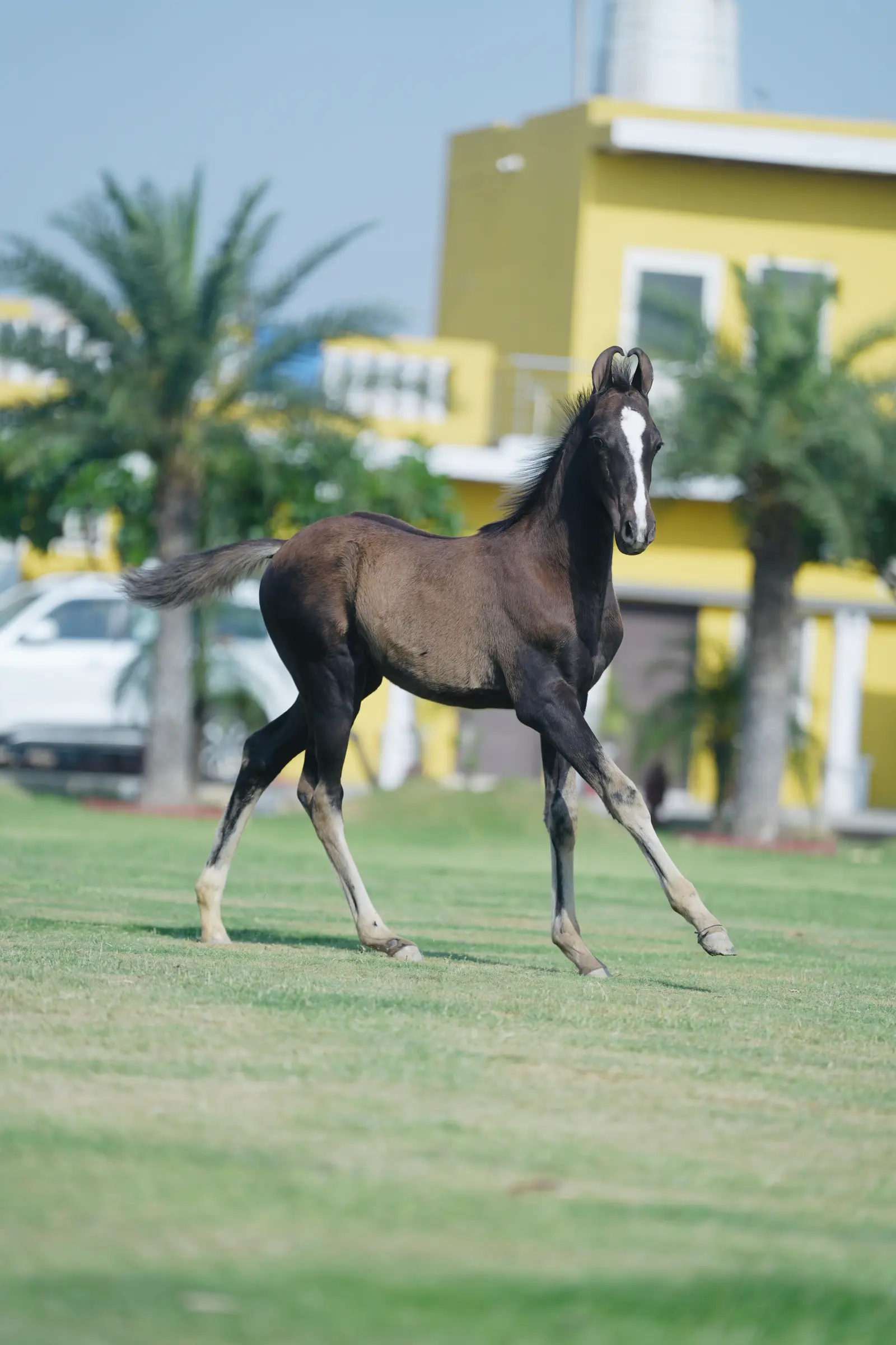 Filly Durga