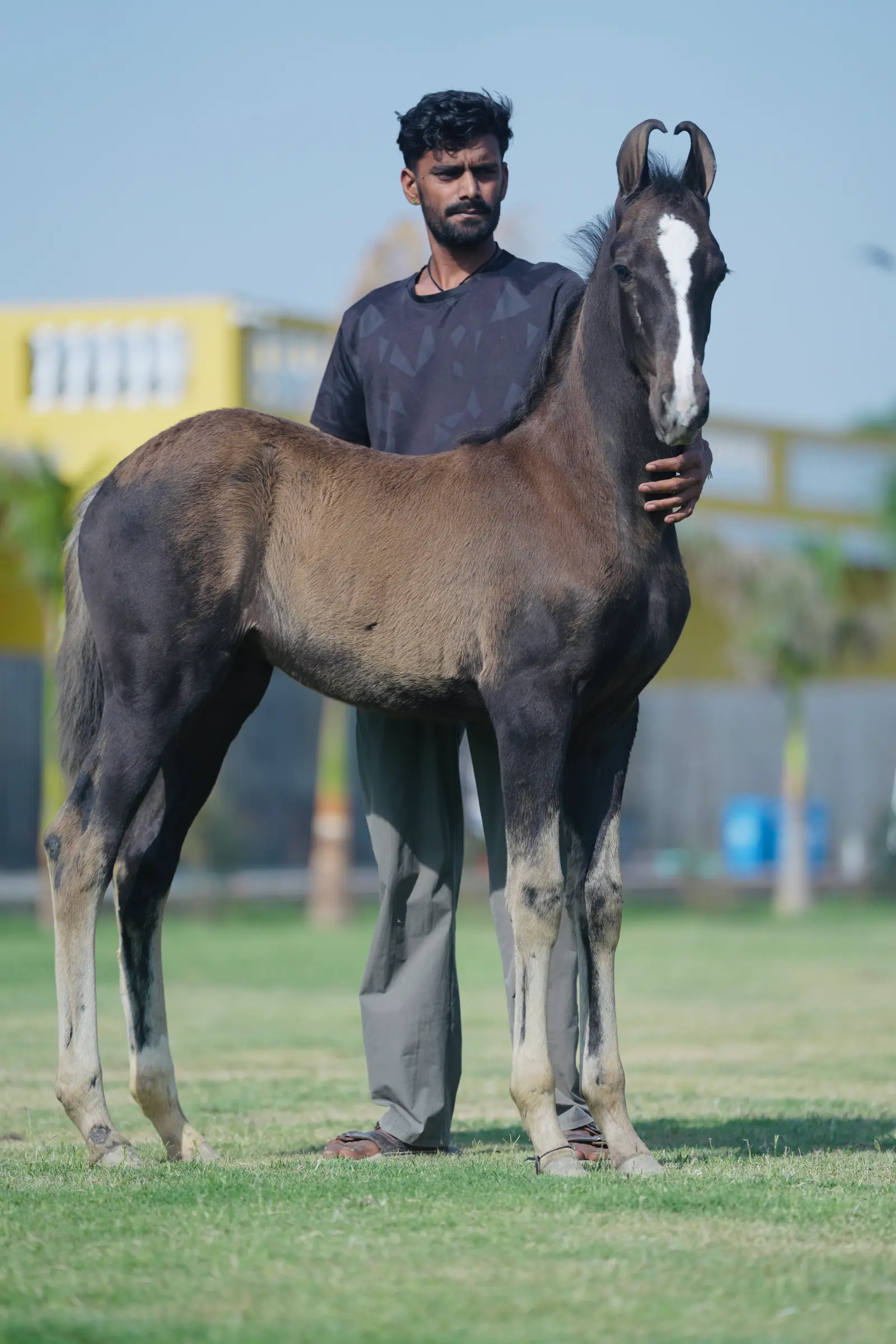 Filly Durga - Image 2
