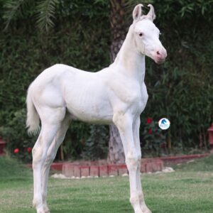 Filly Noor