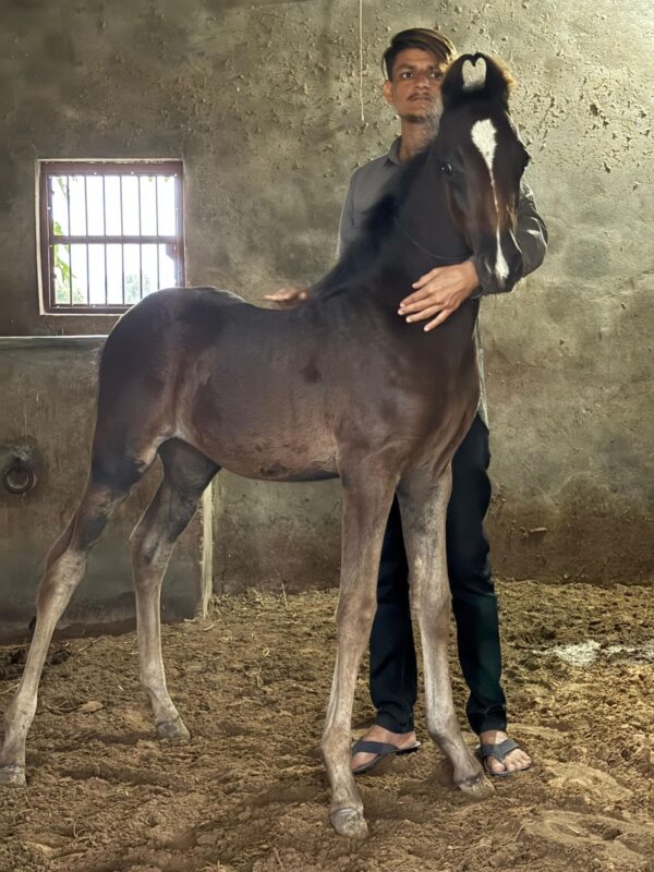 Filly Roza