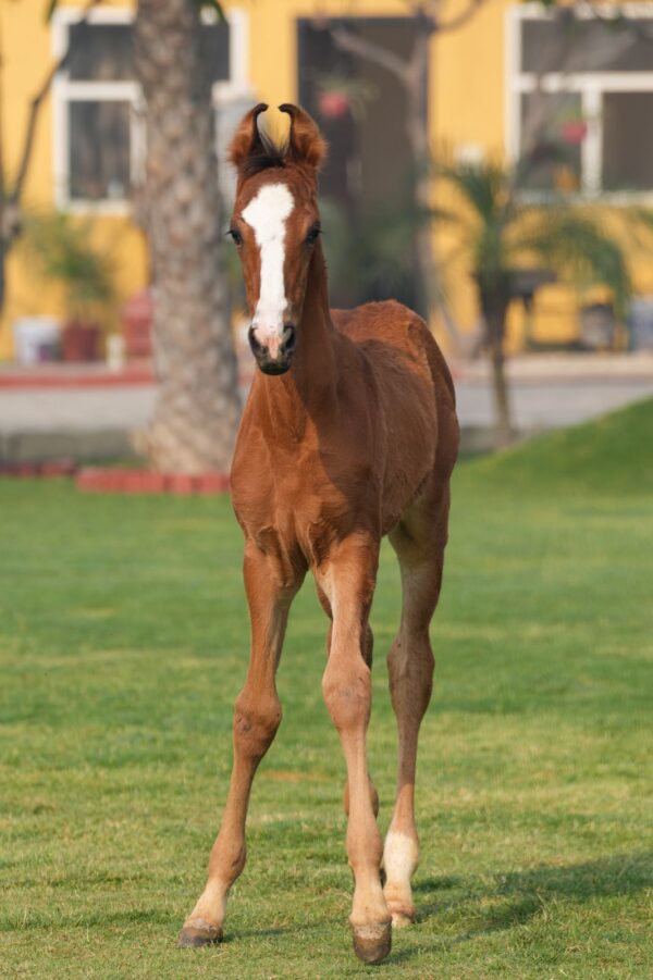 Colt Sultaan