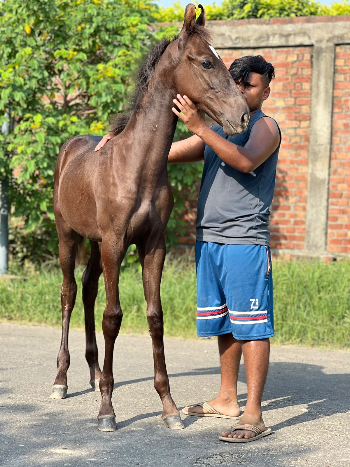 Colt Oscar - Image 2