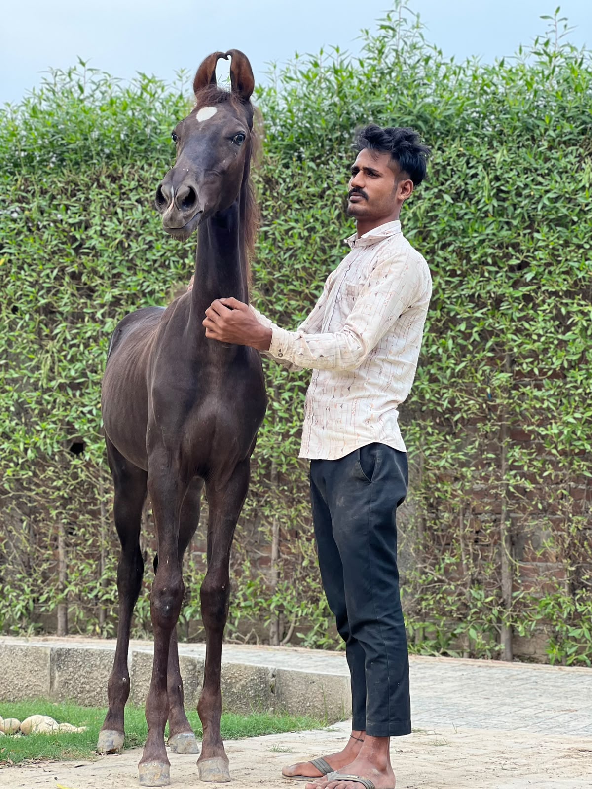 Colt Oscar - Image 3