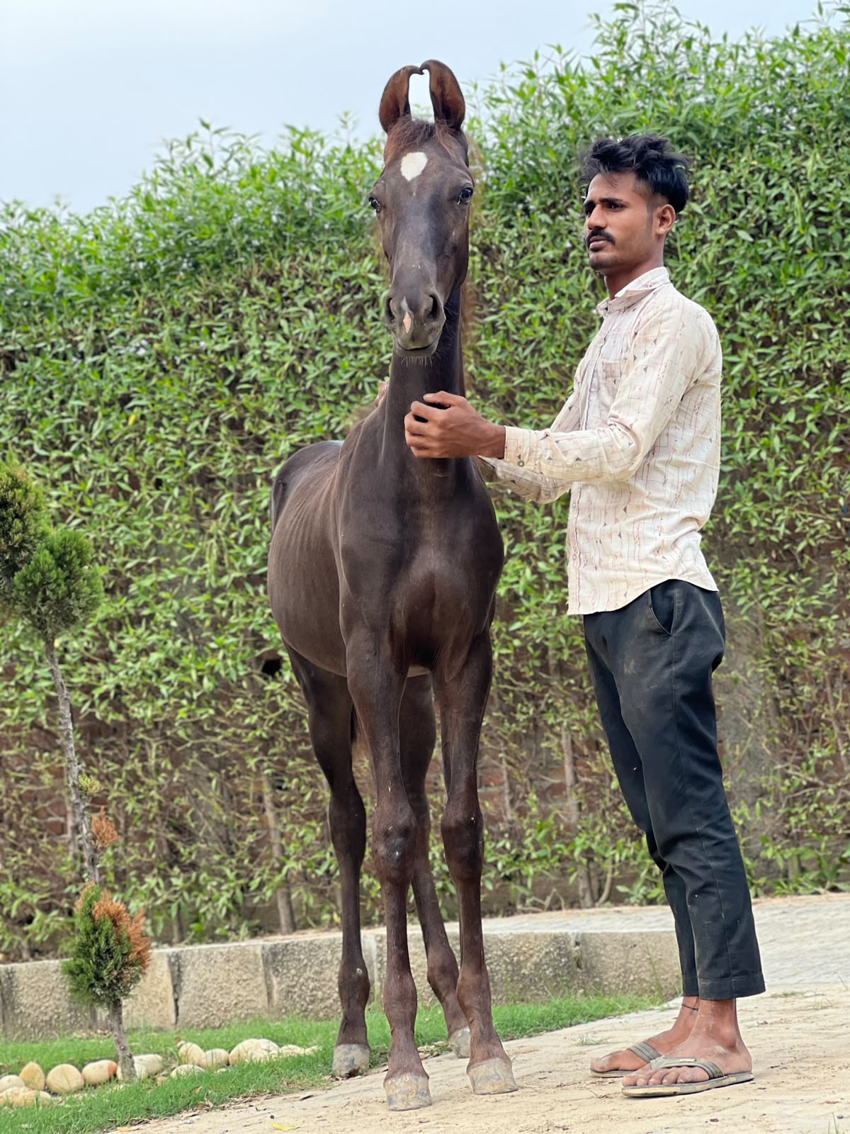 Colt Oscar - Image 4