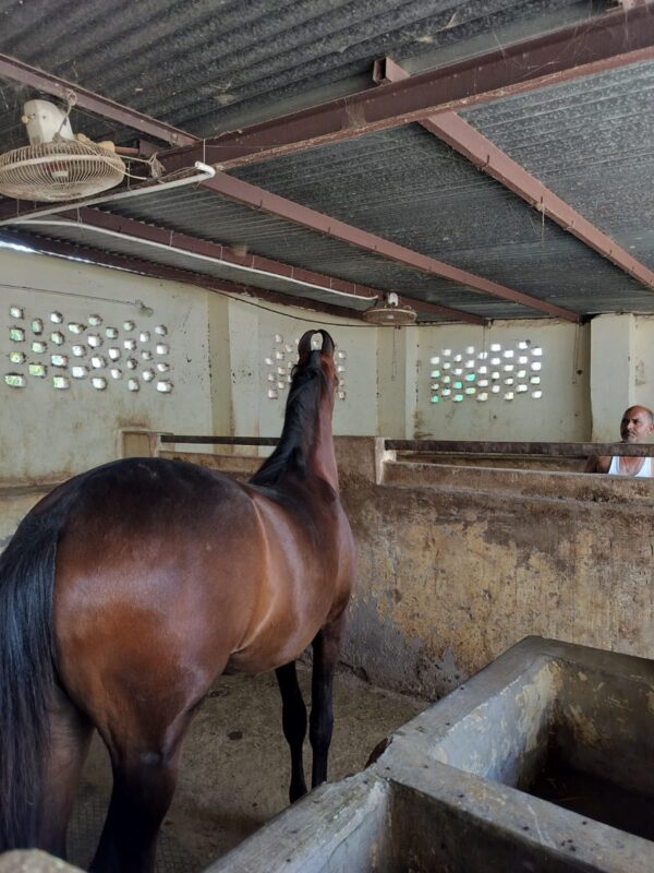 Filly RoopKirti