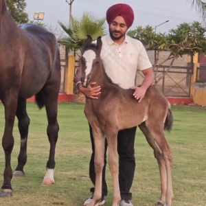Filly VishwaKirti