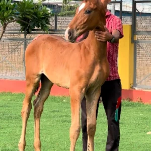 Colt Shiv Rattan
