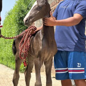 Filly Athena
