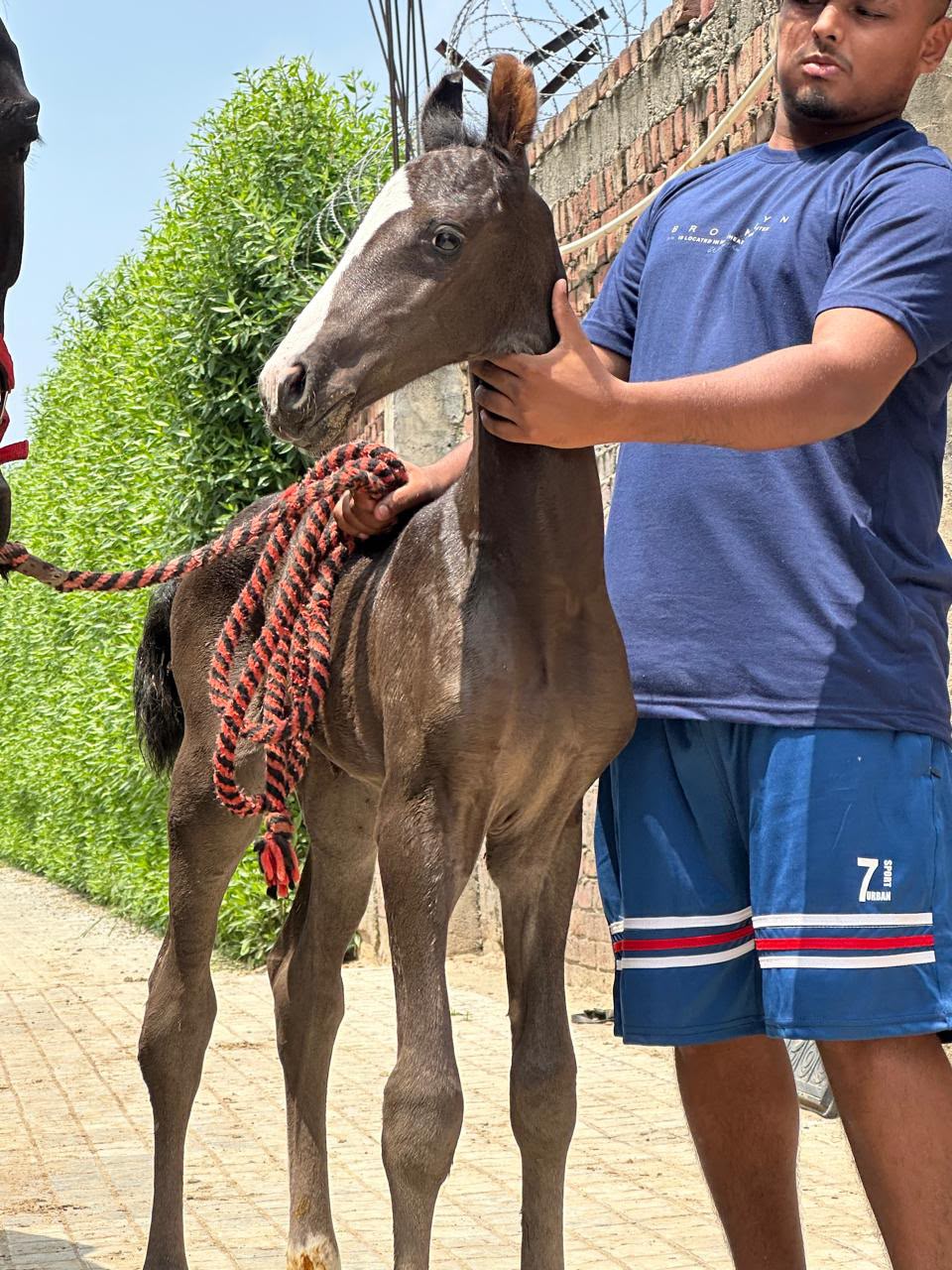 Filly Athena