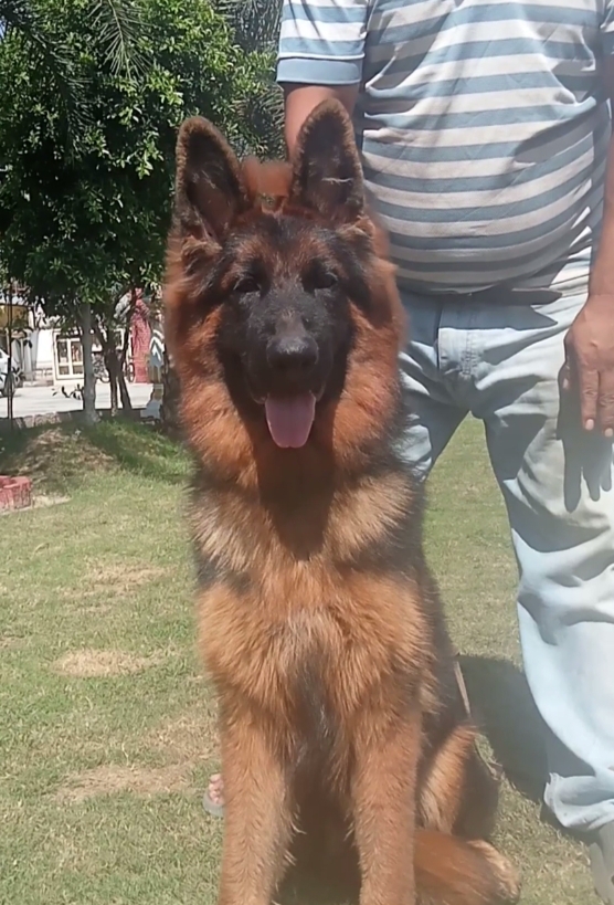 Bruno of Gobsberg Kennel - Image 2