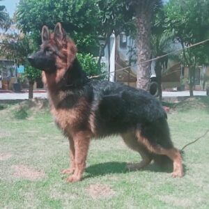 Bruno of Gobsberg Kennel