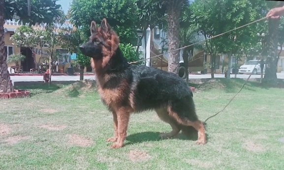 Bruno of Gobsberg Kennel