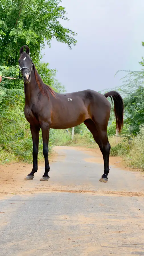Mare Mani - Image 4