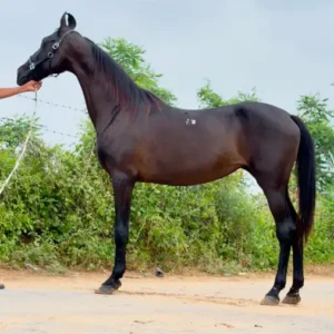 Mare Mani
