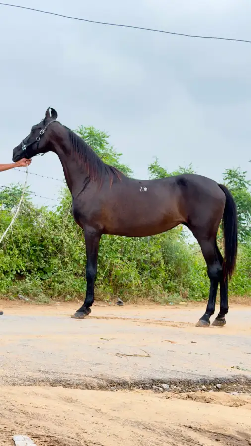 Mare Mani