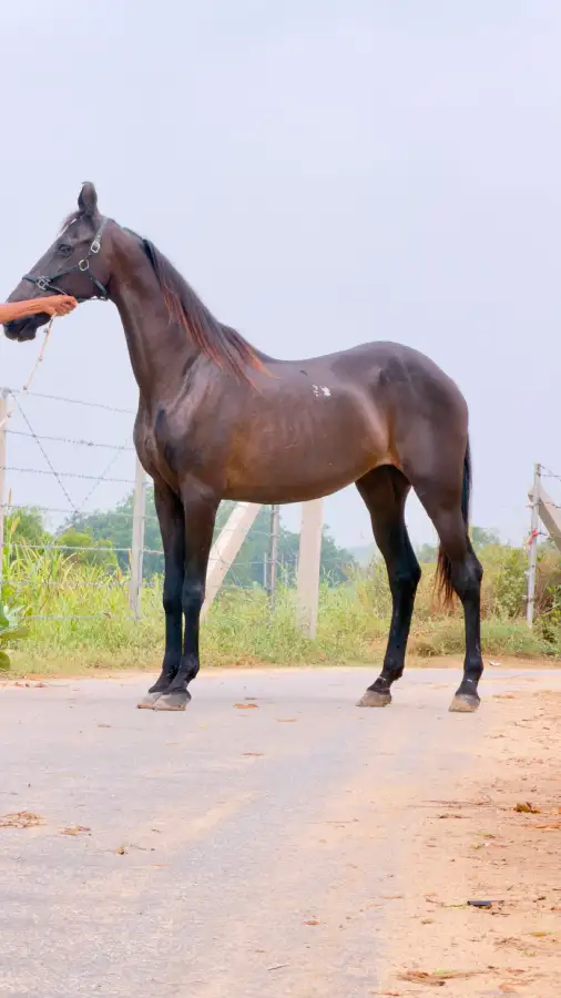 Mare Mani - Image 3