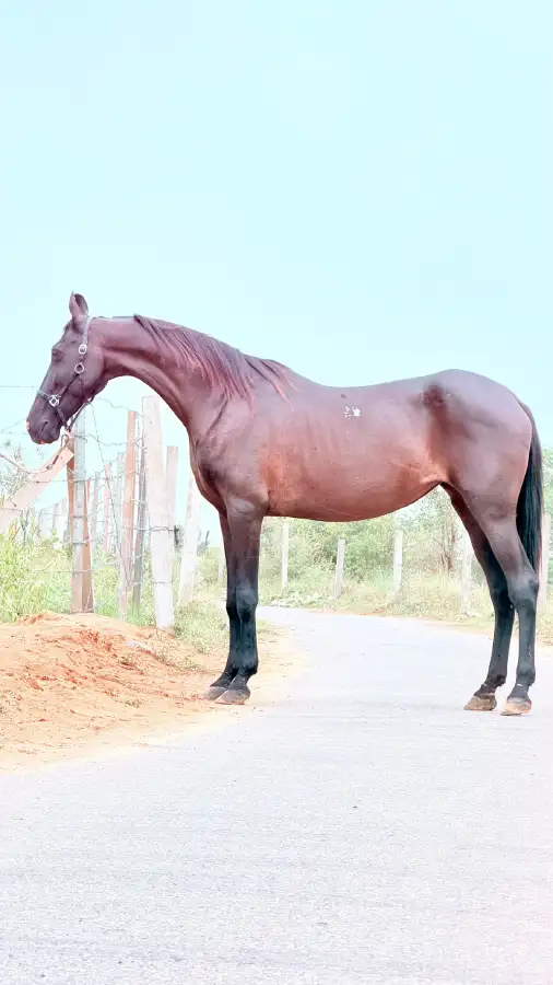 Mare Mani - Image 2