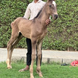 Colt Maharana