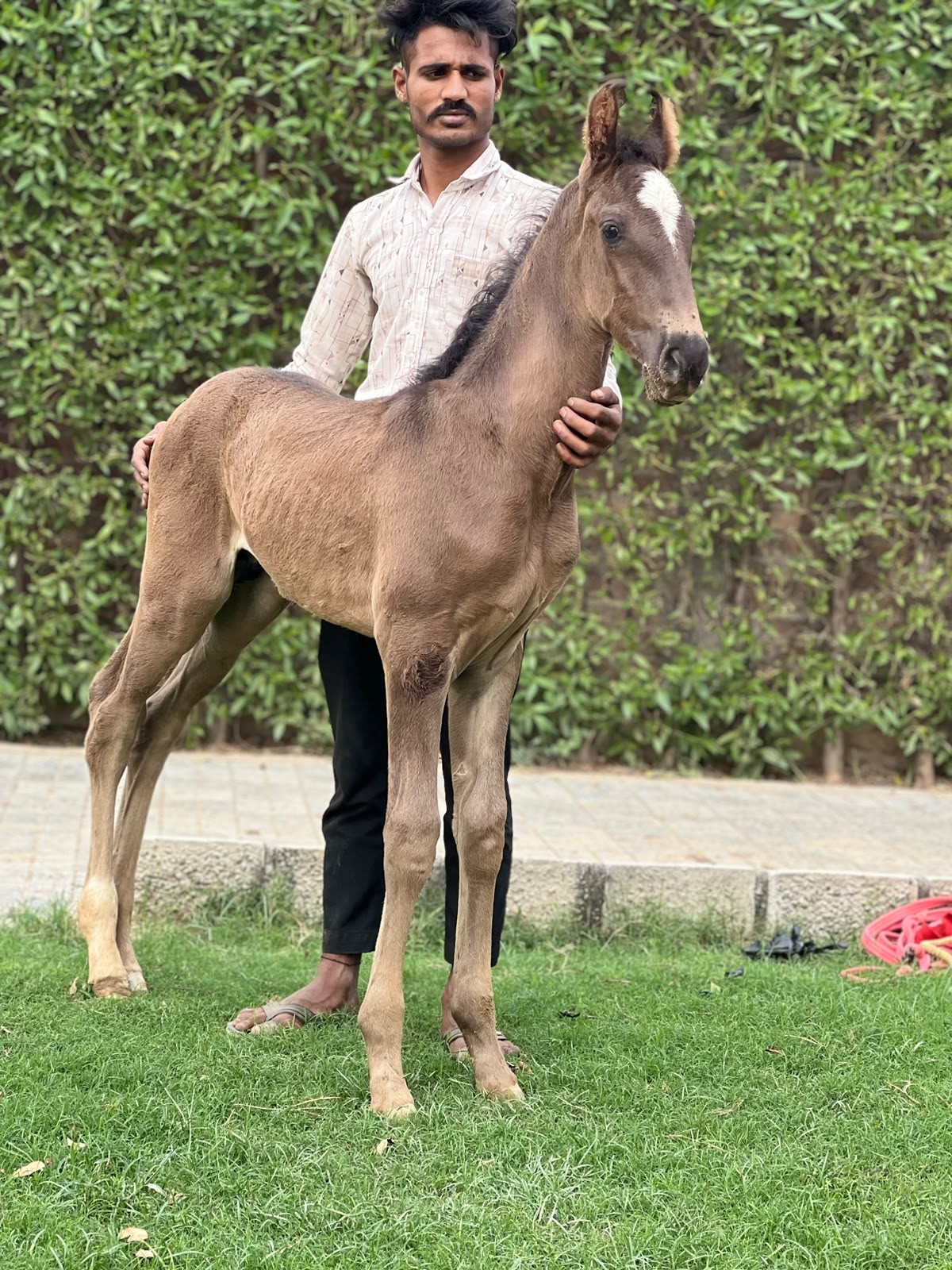 Colt Maharana